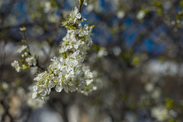 Apple blossom flowers
