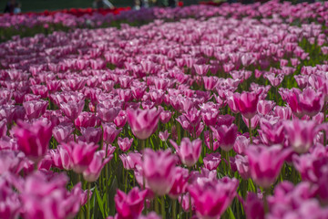 Tulips flower blooming in Turkey during spring time.