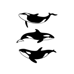Hand drawn killer whales
