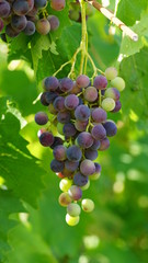 Trauben vor grünem Blätter Hintergrund