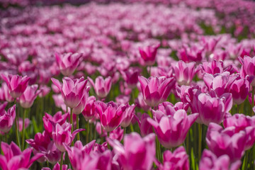 Fototapeta premium Tulips flower blooming in Turkey during spring time.
