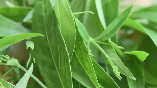 fresh kariyat herb plant rotation