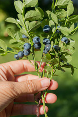 Frauenhand mit einem Sträußchen Wald-Heidelbeeren © SusaZoom