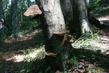 日本の登山道の樹木