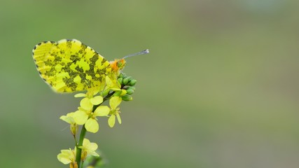 Anthocharis damone  347