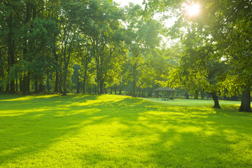 morning park sunlight