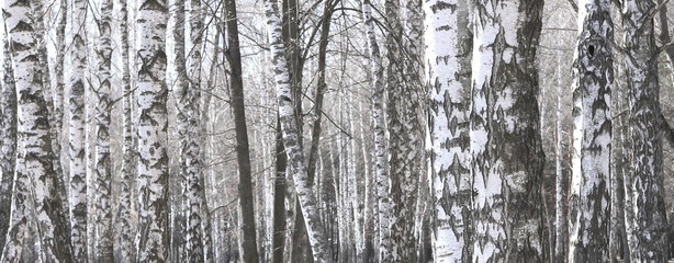 Obraz premium Several birches with white birch bark in birch grove among other birches