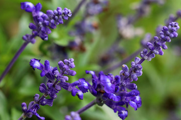 Salvia farinacea x longispicata 'Mystic Spires' with blue violet flowers