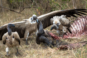 vulture