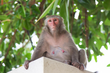 Portrait of a Rhesus macaque monkey (Macaca) in Hong Kong.