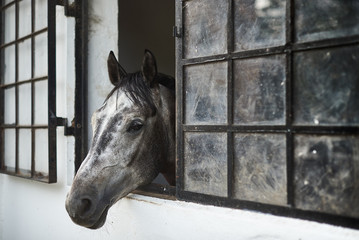 horse's head protruding from the stable window