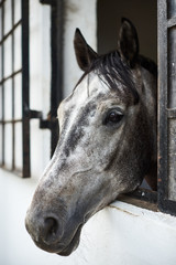 horse's head protruding from the stable window