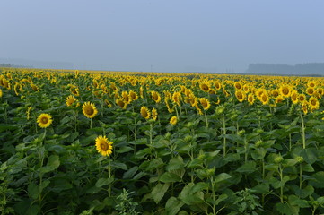 Sunflowers in the field