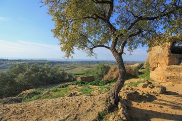 Baum und Landschaft mit Himmel