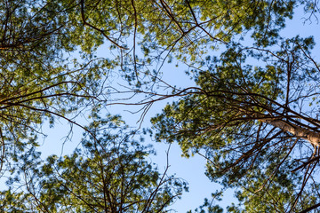 Tall pine trees in a forest on spring. Looking up concept