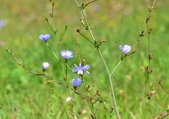 Blue chicory flowers on a summer meadow, medicinal herbs