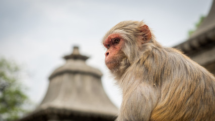 Monkey in front of Pagoda