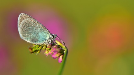 Polyommatus coelestinus  344