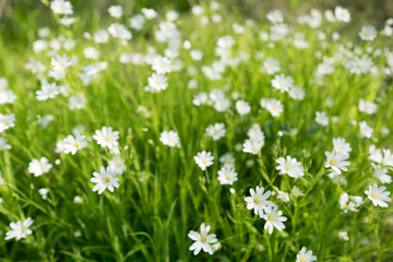 Obraz na płótnie Canvas Flowering lawn Stellaria media