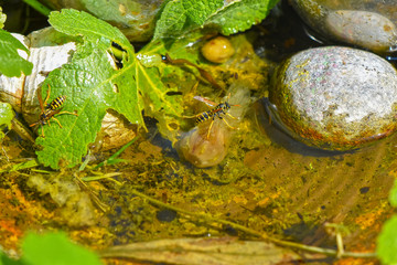 Water bowl in the garden for animals, birds and insects. Many wasps drinking there because of the extreme heat.