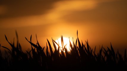 The tall grass in the rays of the rising sun