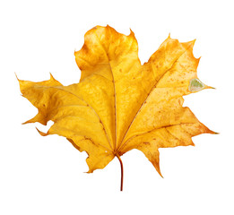 Autumn maple branch with leaves  isolated on  background