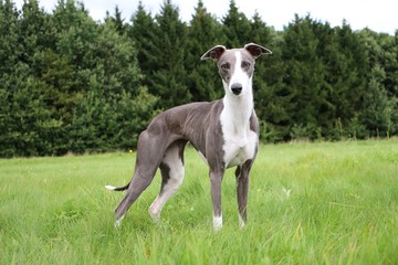 beautiful whippet portrait in the park