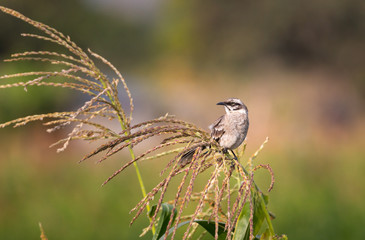 long tailed mockingbird