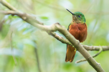 Colibri, colibrì posati su rami in Ecuador