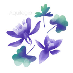 Obraz premium Violet Columbine flowers and leaves