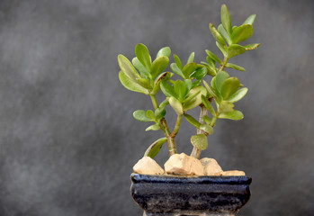 jade flower progressing to bonsai