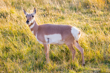 Proghorn doe in the afternoon sun - 216504469