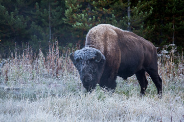 Frost covered bison