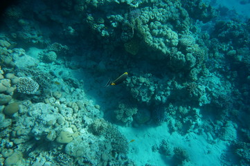 coral