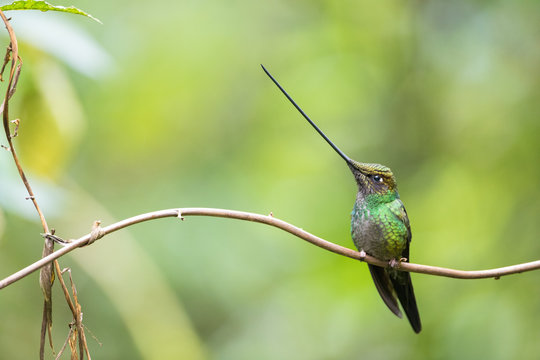Colibri, colibr&igrave; becco a spada posati su rami in Ecuador, Ensifera ensifera