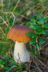 Boletus edulis edible mushroom in the forest