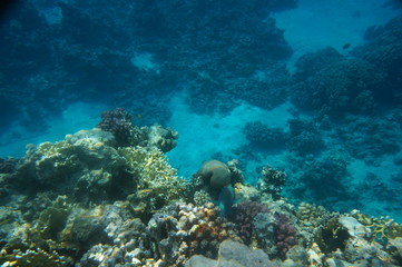 coral