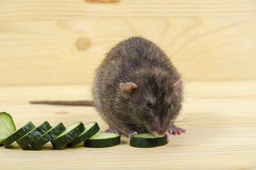 Rat eats a cucumber.