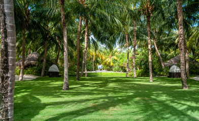 Green tropical garden