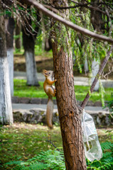 Fototapeta premium red squirrel in summer