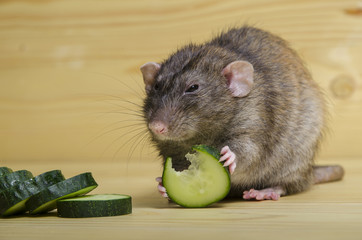 Rat eats a cucumber.