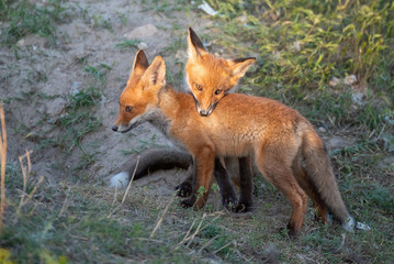Naklejka na ściany i meble Two young red Fox playing near his hole