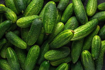 Freshly picked organic cucumber harvest. background, texture.