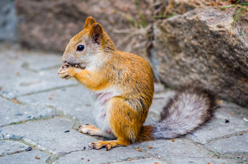 red squirrel in summer
