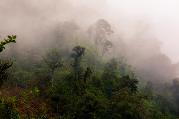 panorama della foresta equatoriale sulle montagne dell'ecuador