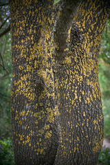 Yellow Moldy tree