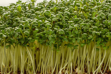 Kresse gr&uuml;n K&uuml;chenkr&auml;uter als Nahaufnahme