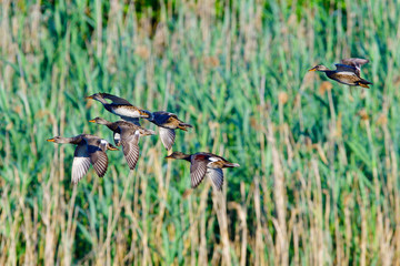 Fliegende Schnatterenten in der Oberlausitz