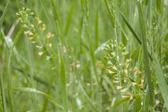 Green grass, fresh leaves and blindweed