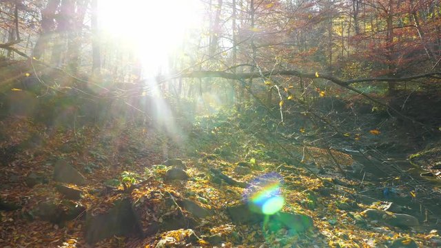 The river in autumn forest and the sun shining through the foliage.